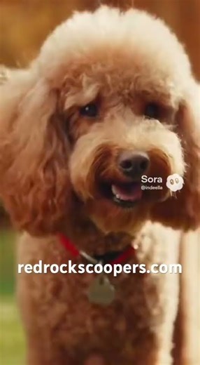#1 Poop Scooper in the Verde Valley! redrockscoopers.com (928)224-9579 #poopscoop #petwasteremoval