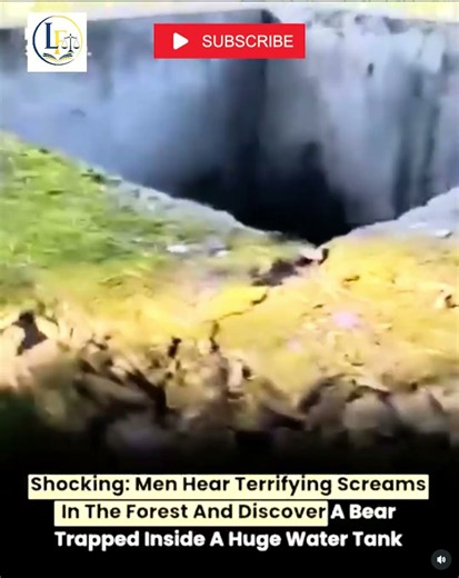 Men Followed Terrifying Screams in the Forest… What They Found Was SHOCKING! 🐻😱 #Shorts