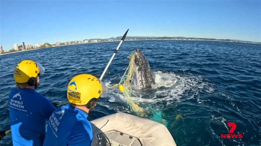 Six new beaches across Queensland will have added defence from sharks with drone technology. It's hoped the expansion to the Sharksmart program will keep Queenslanders safe and tourists happy. | 7NEWS Mackay