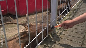 Feeding deer Cervidae on the farm cage. The footage is suitable to use for animal farm daily life and animal zoo content media.