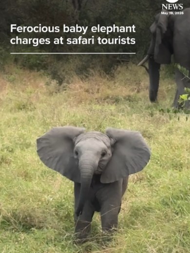 A baby African elephant charged at tourists on safari at a game reserve in South Africa, trying its best to look ferocious. #elephant #africanelephant