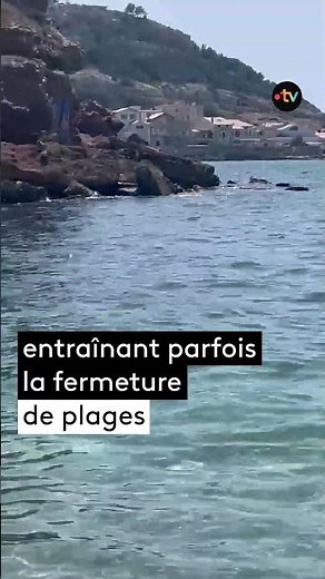 Des raies de plus en plus présentes à Marseille ?