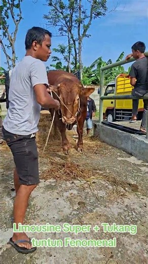 Penurunan Bakalan Limousin #sapi #sapijumbo #sapi #cow #bull