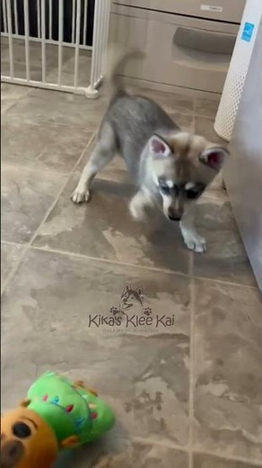 Playtime with Alaskan Klee Kai Puppies