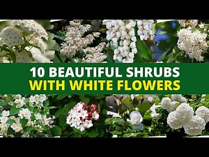 10 Beautiful Shrubs With White Flowers 🌼