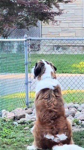 2K views · 21 reactions | " 6 Amazing Facts About Saint Bernard Dogs – the gentle giants we all love! ️❤️ Discover why these legendary rescue dogs are true heroes. #SaintBernard #DogFacts #GentleGiants" | Paws & Play | Facebook