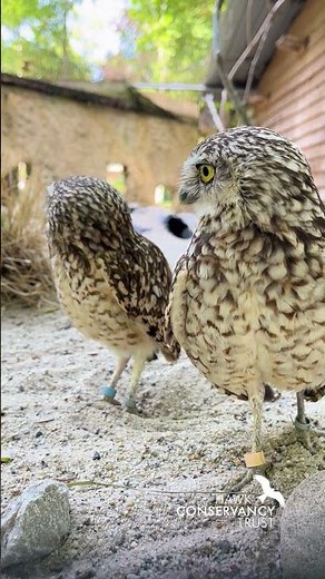 Coral and Sidewinder the Burrowing Owls