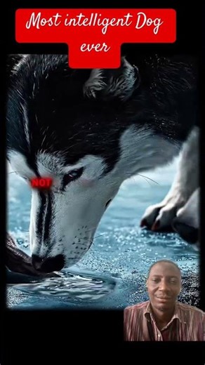 Most intelligent Dog ever…. #animallife #viralvideo #dog
