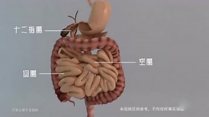 现场演示人体食物消化全过程，你不知道的人体秘密，涨姿势了