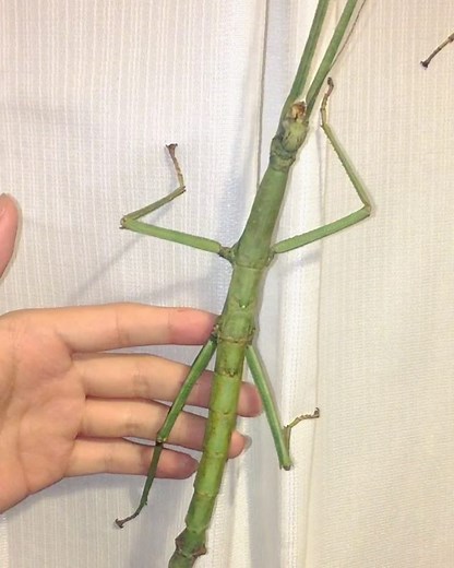 Giant Stick Insect, (Pharnacia ponderosa) Origin- Philippines -Eggs available- Check out these beasts! 😊 This is a large species which is widespread around the Philippine islands- each island population showing minor differences in size, morphology, colouration, etc. •📸 iPhone 6 ~~~~~~~~~~~~~~~ •Links to my other social media profiles are: -Facebook: http://www.facebook.com/RichardsInverts/ -Instagram: http://www.instagram.com/Darkrai283/ -Youtube: http://www.youtube.com/user/Desiccata/ | Rich