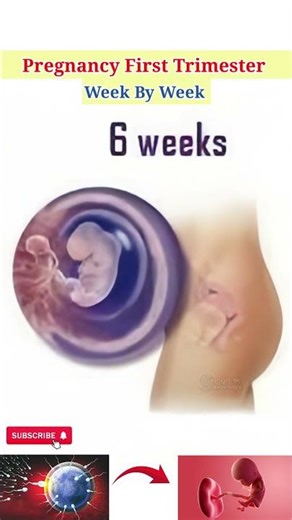 Pregnancy Week by Week #pregnancy #pregnancyweekbyweek #pregnant #fertilityjourney