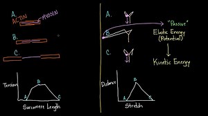 Active contraction vs. passive recoil