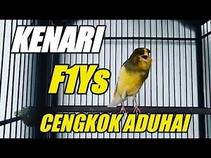 KENARI F1Ys CENGKOK ADUHAI | COCOK UNTUK MASTERAN
