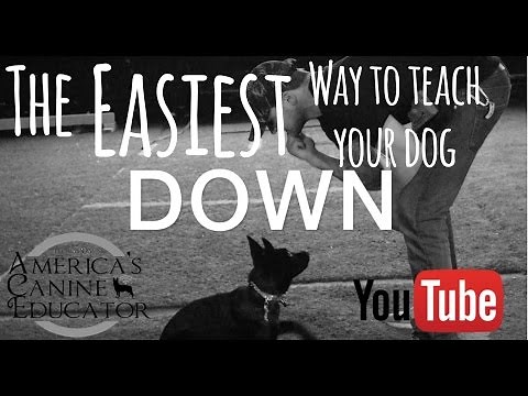 Teaching your dog the down Command - Dog Training with America's Canine Educator