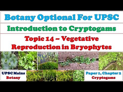 Vegetative Reproduction in Bryophytes: Reproduction in Bryophytes: Bryophytes Reproduction