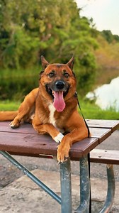 RUGER FINISHED STRONG 拾李 Ruger just completed his 2 week B&T. He...