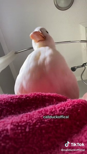 Funny Duck Memes Compilation