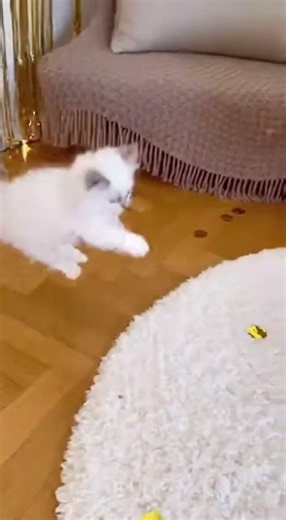 Wished my kitten Happy 2026… he threw a full party. #kitten #happy2026 #talkingkitten #newyearcat