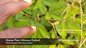 I stumbled on this plant we used to irritate a lot as kids. It's called the shame plant/sensitive plant, but scientifically known as Mimosa Pudica. In Akan, it's referred to as "abriwa" something, something. It's a video selfie shot with my Blackberry Q10. #NationalGeographic #GhanaEdition #GoldFieldsTour #Tarkwa | Israel Laryea