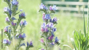 Common bruise echium vulgare is a herbaceous plant in the Borage family Boraginaceae. Stock Video