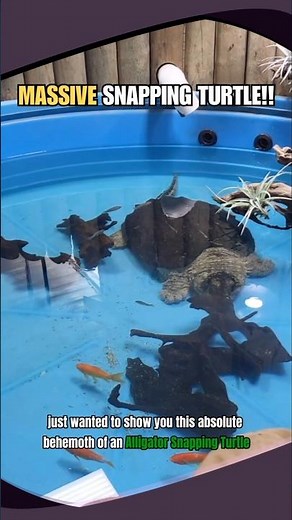 The Largest Alligator Snapping Turtle I've Ever Seen!🐢