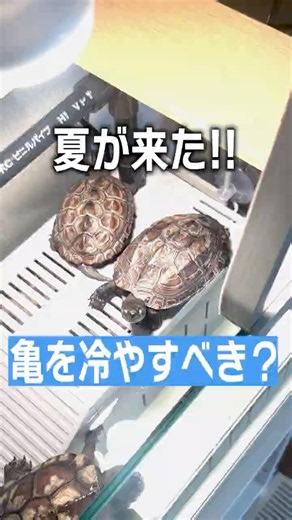 【暑】カメは暑さに耐えられるのか？夏の亀飼育方法をちょこっと解説【ヒーター】