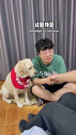 狗子：把他交给我你就放心吧！Doggo: Trust me with him！#搞笑汪驾到#萌寵#寵物#搞笑#拉布拉多 #doglover #Labrador #labrado #dog #pets