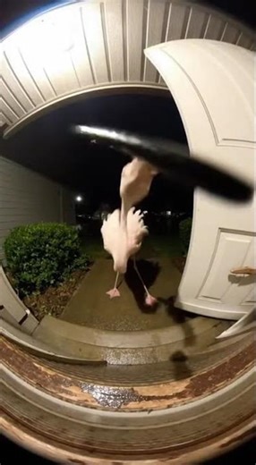 Furious Flamingo Doorbell Camera Nightmare
