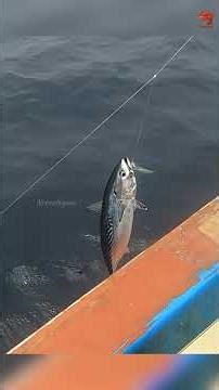 Hooked a Bonito Using Sabiki Rigs as Bait! #fishing #fishingvideo #fishingtime