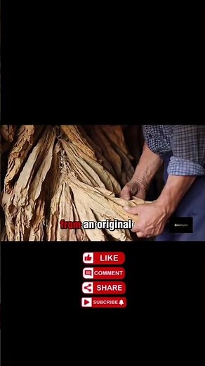 Tobacco growing for its healing properties 🍃#gardening #grow #garden