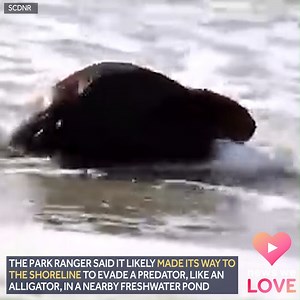 57K views · 161 reactions | BEAVER ON A BEACH??? 嶺 “We’ve seen lots of interesting things on the beach, but this may be a first for us,” the South Carolina Department of Natural Resources Facebook post said. https://bit.ly/3vmhr0E | WYFF News 4 | Facebook