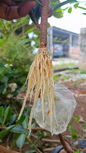 101K views · 9.2K reactions | Propagating plants in an amazing way . #bonsai #bonsaitree #diy #fblifestyle | Danny Adrian | Facebook