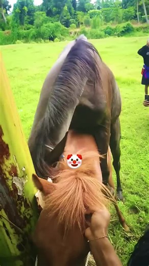 Horse Breeding: Mare Crossing and Care