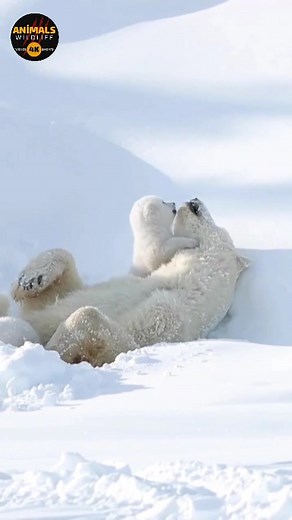 Antarctica wildlife,Baby Polar Bear Playing With Mother.Wild Animal Polar Bear Cub Playing With İts Mother.Wild Animal Life #wildlife #polarbear #babyanimal #animals4kwildlife @ANİMALS 4K WİLDLİFE @ANİMALS 4K WİLDLİFE @ANİMALS 4K WİLDLİFE