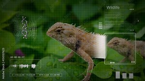Seamless animation analysis of tree lizard with digital computer analysis interface technology. DNA scanning of wildlife lizard animal in biology education or documentary presentation concept loop