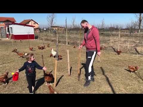 How I Set Up My Chicken Yard & Compost Area | Backyard Homesteading