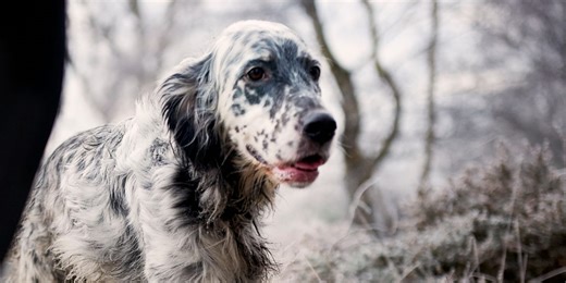 3 warning signs your dog is getting too cold on a walk