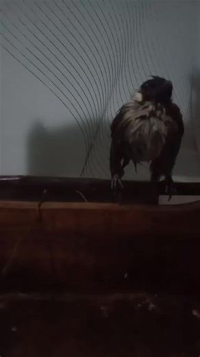 Si kutil .muda hutan