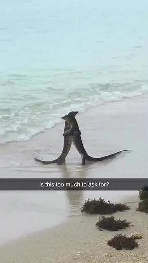 Crocodiles Hugging - Heartwarming Moments Caught on Camera