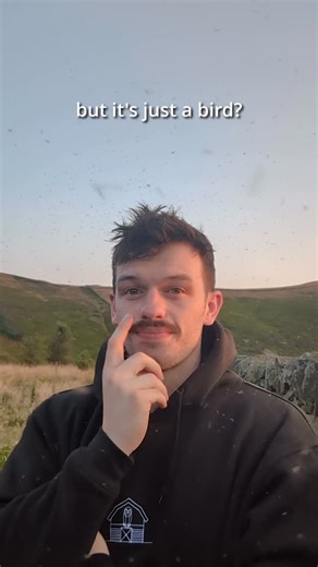 Jake | Wildlife Photographer on Instagram: "Just a bird. A bird that is literally steeped in history and folklore all across the world. A bird that exists on 6 out of the 7 continents of our planet. Barn owls are special and there’s no changing my mind! #barnowls #sonyalpha #earthcapture #birdphotography #birds"