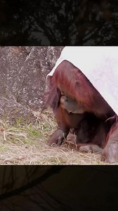 OMG//Funny parent and child!! Chappie and Api Orangutan #gorilla #gorillalove #greatapes #wildlife #naturelovers #endangeredspecies #primate #animalsofinstagram #gorillalife #conservation #apeconservation #gorillawatching #mountaingorilla #gorillahabitat #gorillasofinstagram #gorillafamily #wildlifephotography #naturevideo #animalvideo #gorillakids | King Gorilla