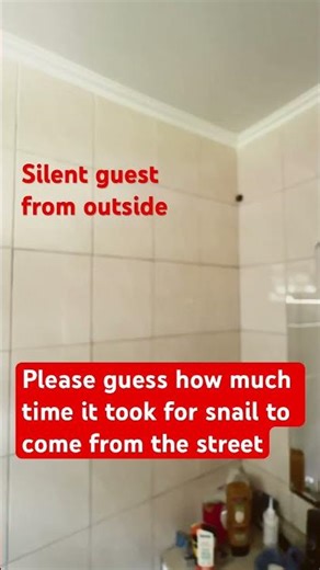 🎬 How Long Did This Snail Take to Climb My Bathroom? 🐌#snail #unexpected #tinycreatures