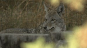 How to reduce human-wildlife conflict