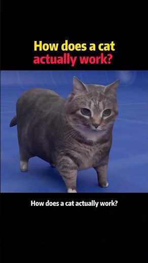 How does a cat actually work? #usa🇺🇸 #cat #knowledge #science