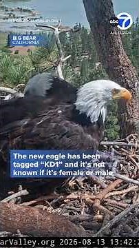 Big Bear bald eagle Shadow seen back at his nest with a new friend