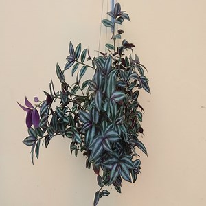 311K views · 10K reactions | Growing Wandering Jew with compost. | Dana Plants | Facebook