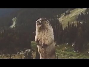 Marmot Sings Mozart's Queen of the Night Aria