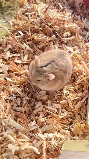 Hamster Snack Time: Fun Feeding Moments