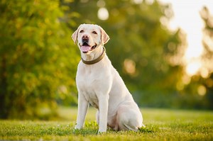 Do Labrador Retrievers Shed lots? (Shedding Guide)