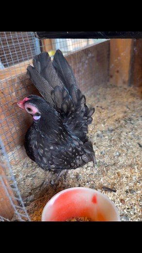 Pichin Kiris on Reels